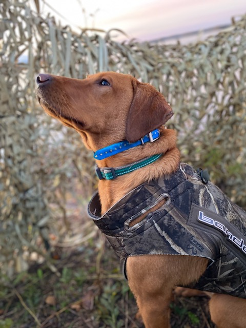 Hunting dog shop training supplies